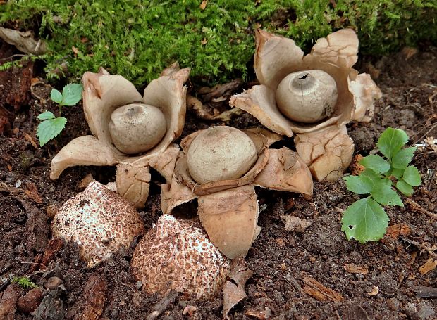 hviezdovka trojitá Geastrum triplex Jungh.