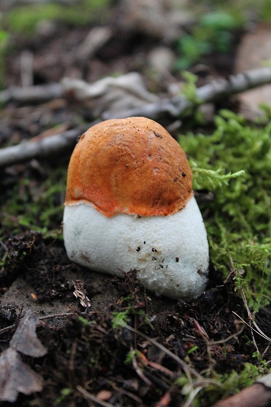 kozák osikový Leccinum albostipitatum den Bakker & Noordel.