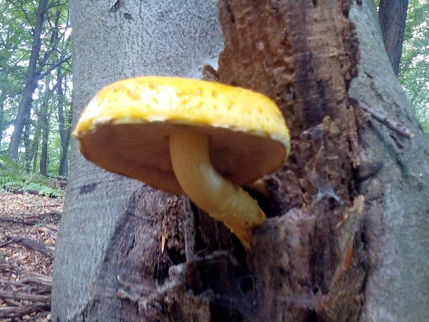 šupinovka Pholiota sp.