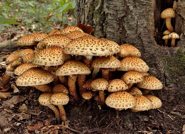 šupinovka šupinatá Pholiota squarrosa (Vahl) P. Kumm.