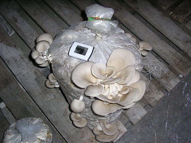 hliva ustricovitá Pleurotus ostreatus (Jacq.) P. Kumm.