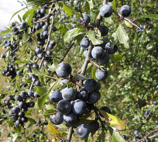 trnka obyčajná Prunus spinosa L.