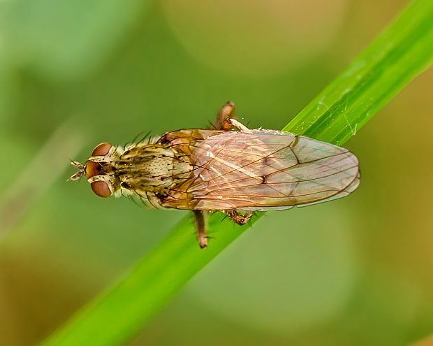 lajniarka Scathophaga furcata