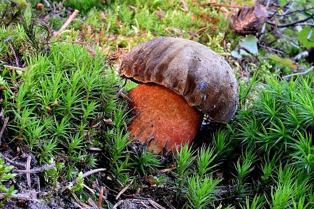 hríb zrnitohlúbikový  Sutorius luridiformis (Rostk.) G. Wu & Zhu L. Yang