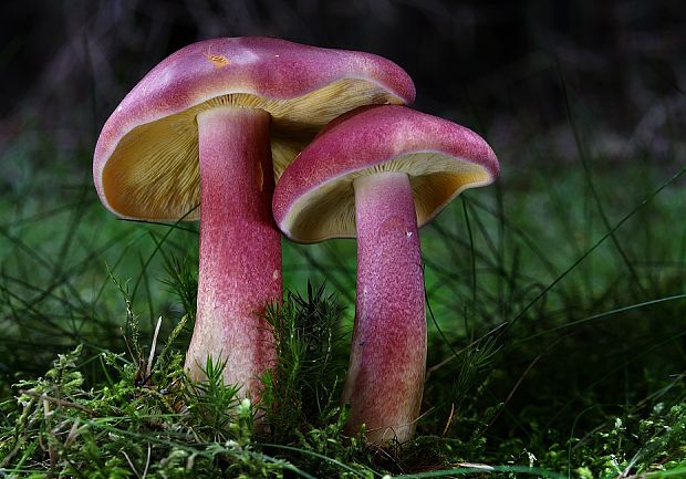 čírovec červenožltý Tricholomopsis rutilans (Schaeff.) Singer