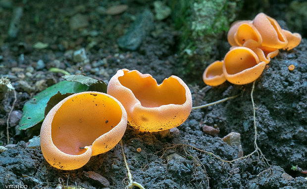 tanierovka oranžová Aleuria aurantia (Pers.) Fuckel