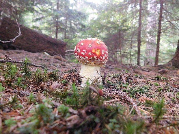 muchotrávka červená Amanita muscaria (L.) Lam.