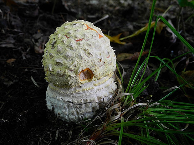 muchotrávka červená Amanita muscaria (L.) Lam.