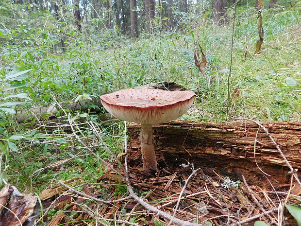 muchotrávka červenkastá Amanita rubescens Pers.