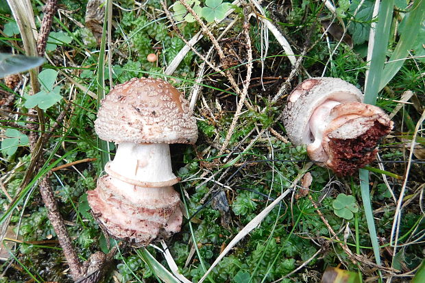 muchotrávka červenkastá Amanita rubescens Pers.