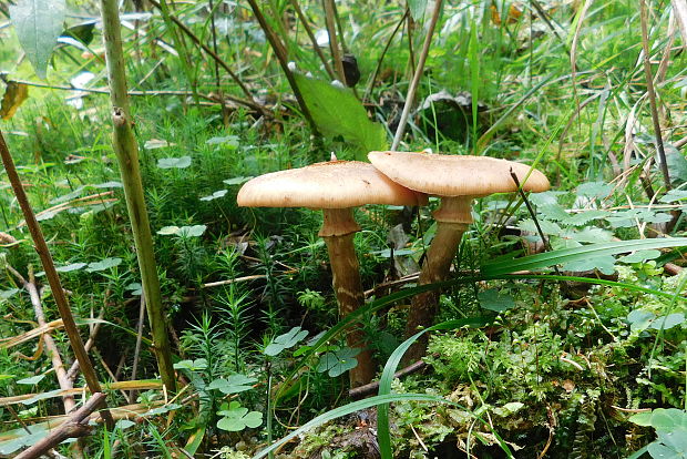 podpňovka tmavá Armillaria ostoyae (Romagn.) Herink