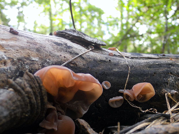 uchovec bazový Auricularia auricula-judae (Bull.) Quél.