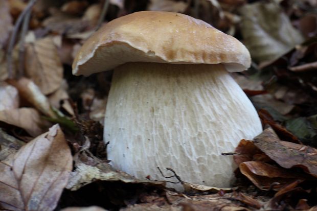 hríb smrekový Boletus edulis Bull.