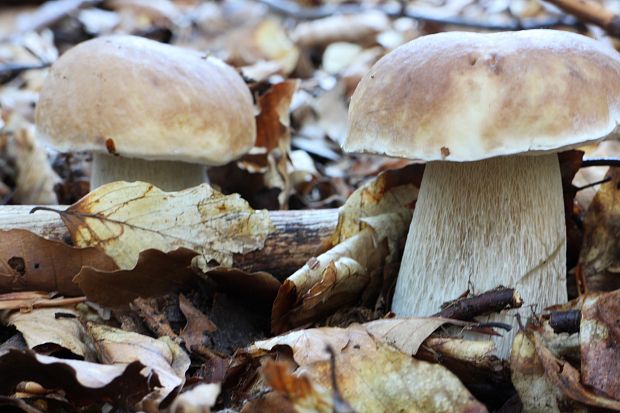 hríb smrekový Boletus edulis Bull.