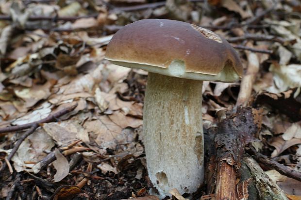 hríb smrekový Boletus edulis Bull.