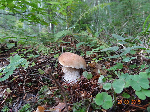 hríb smrekový Boletus edulis Bull.