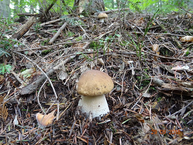 hríb smrekový Boletus edulis Bull.