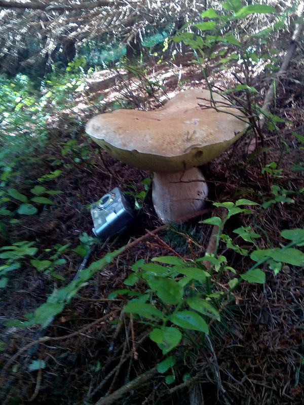 hríb smrekový Boletus edulis Bull.