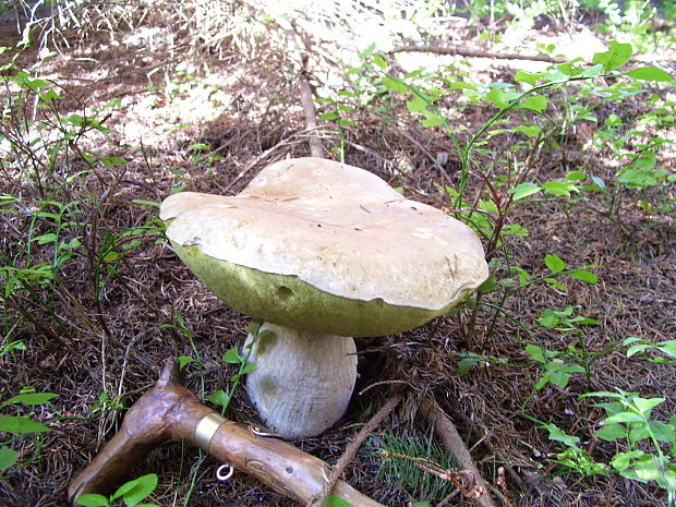 hríb smrekový Boletus edulis Bull.