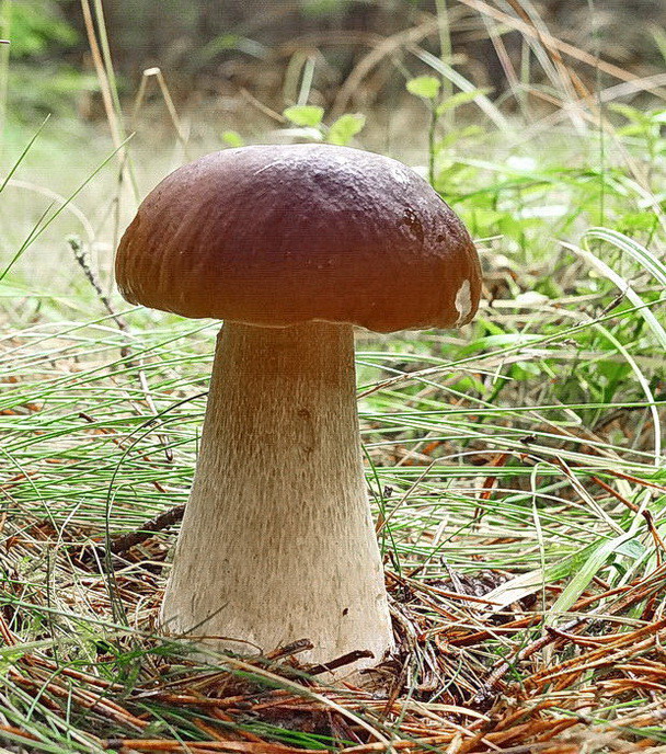 hríb smrekový Boletus edulis Bull.