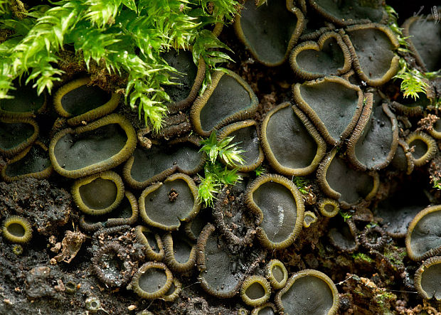 katinelka olivová Catinella olivacea (Batsch) Boud.