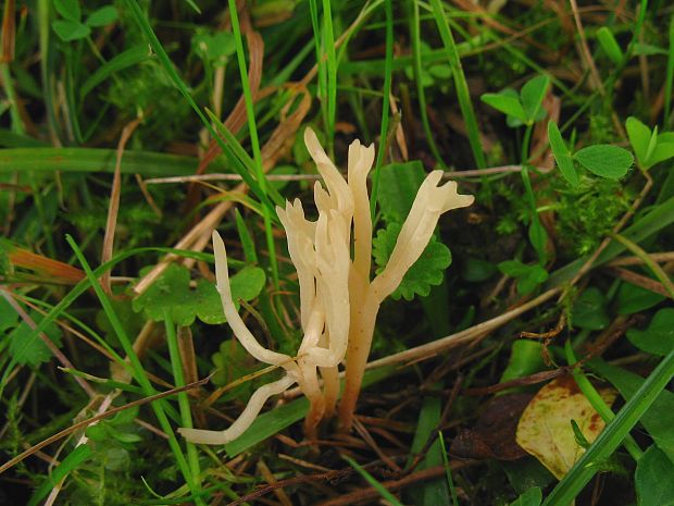 konárovka Clavulina sp.