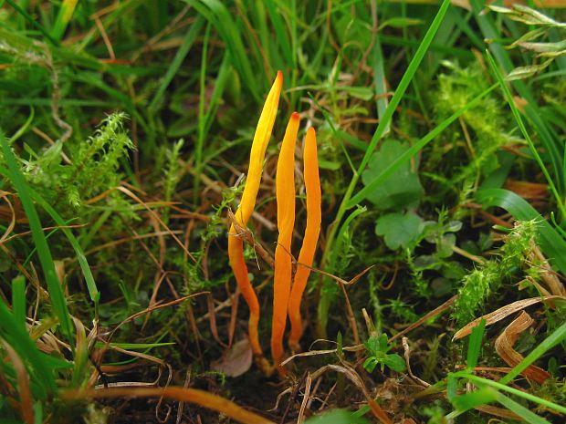 pakonárovka sp. Clavulinopsis sp