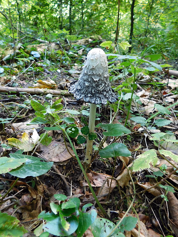 hnojník obyčajný Coprinus comatus (O.F. Müll.) Pers.