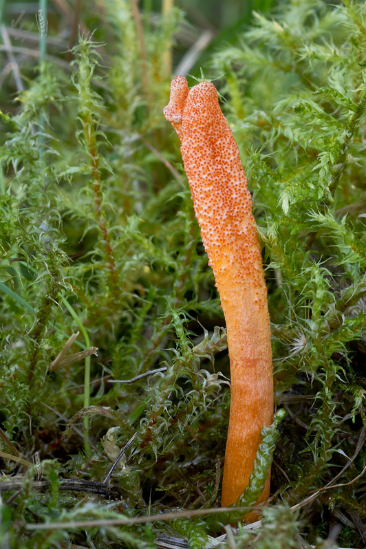 žezlovka hmyzová Cordyceps militaris (Fr.) Link