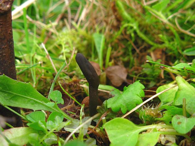 jazýček Geoglossum sp.