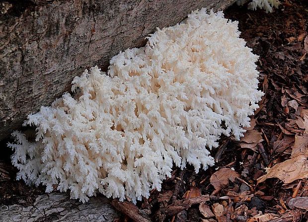 koralovec bukový Hericium coralloides (Scop.) Pers.