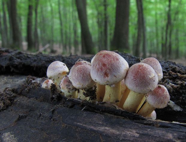 strapcovka tehlovočervená Hypholoma lateritium (Schaeff.) P. Kumm.