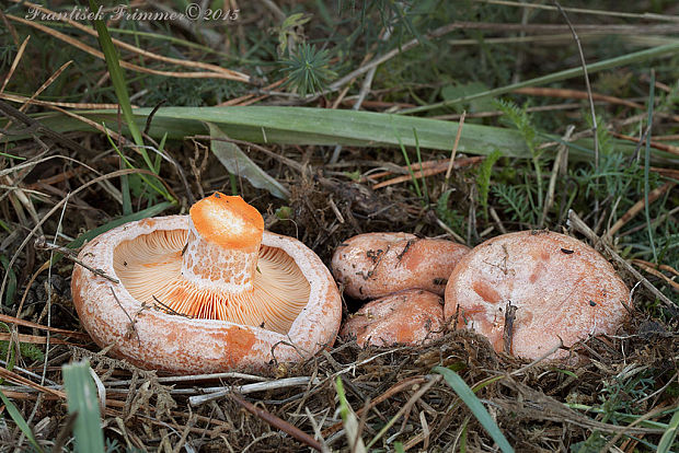 rýdzik pravý Lactarius deliciosus (L.) Gray