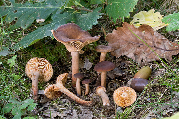 rýdzik vodnatý Lactarius serifluus (DC.) Fr.