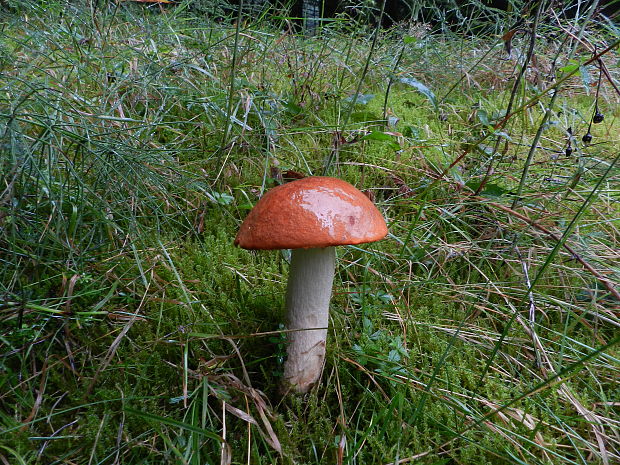 kozák osikový Leccinum albostipitatum den Bakker & Noordel.