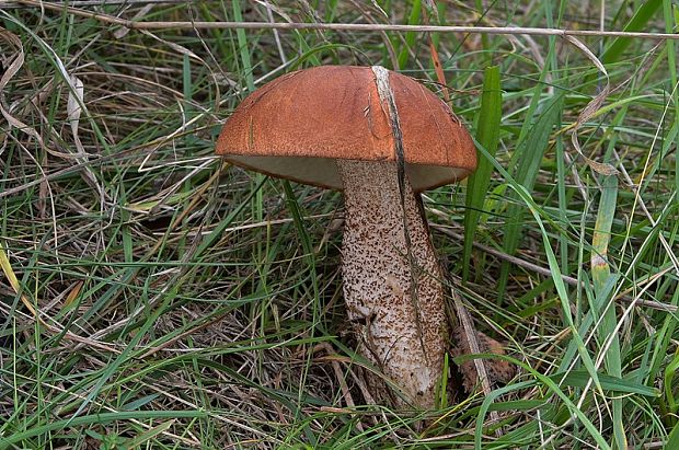 kozák dubový Leccinum aurantiacum (Bull.) Gray