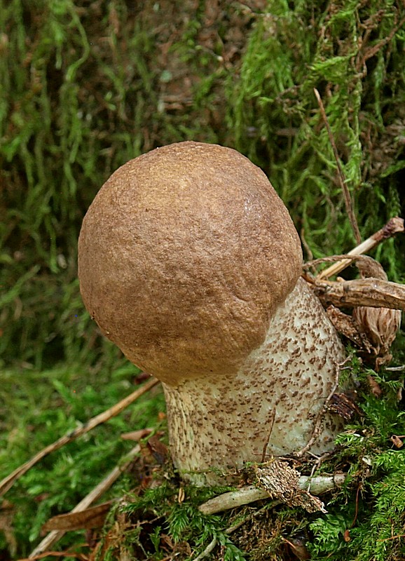 kozák topoľový Leccinum duriusculum (Schulzer ex Kalchbr.) Singer