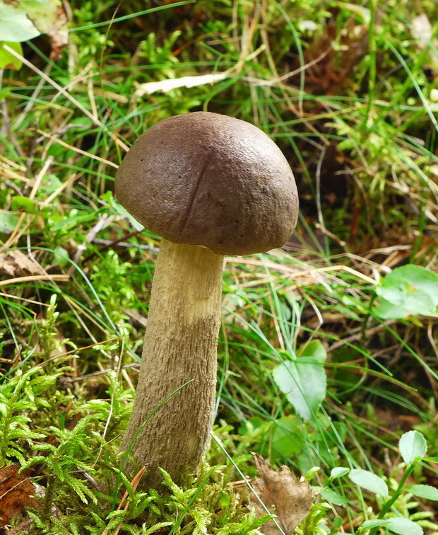 kozák brezový Leccinum scabrum (Bull.) Gray