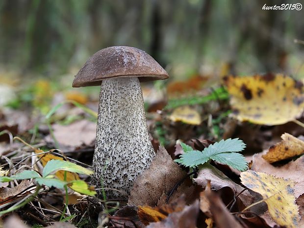 kozák brezový Leccinum scabrum (Bull.) Gray