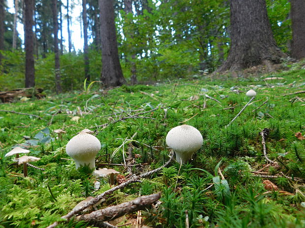 prášnica bradavičnatá Lycoperdon perlatum Pers.