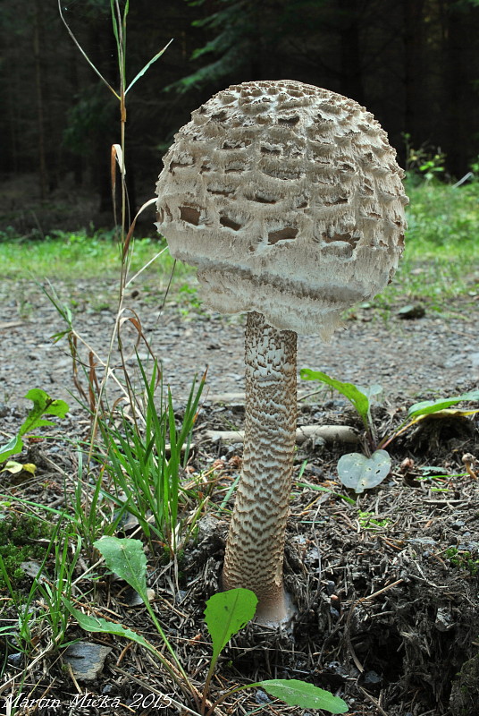 bedľa vysoká Macrolepiota procera (Scop.) Singer