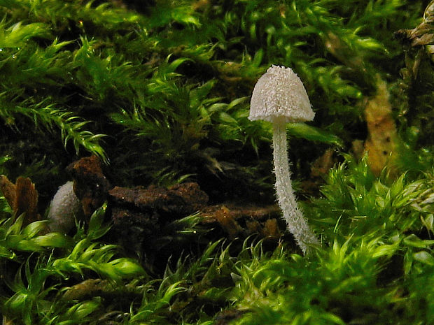 prilbička Mycena corynephora Maas Geest.