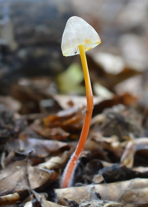 prilbička šafranová Mycena crocata (Schrad.) P. Kumm.