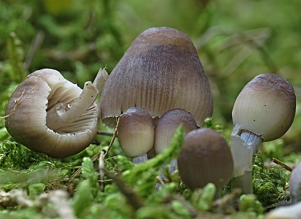 prilbička ryhovaná Mycena polygramma (Bull.) Gray