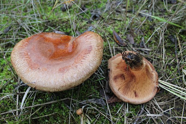 čechračka podvinutá Paxillus involutus (Batsch) Fr.