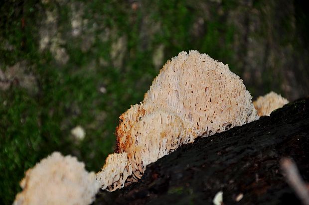 strapačka fínska Ramaria fennica (P. Karst.) Ricken