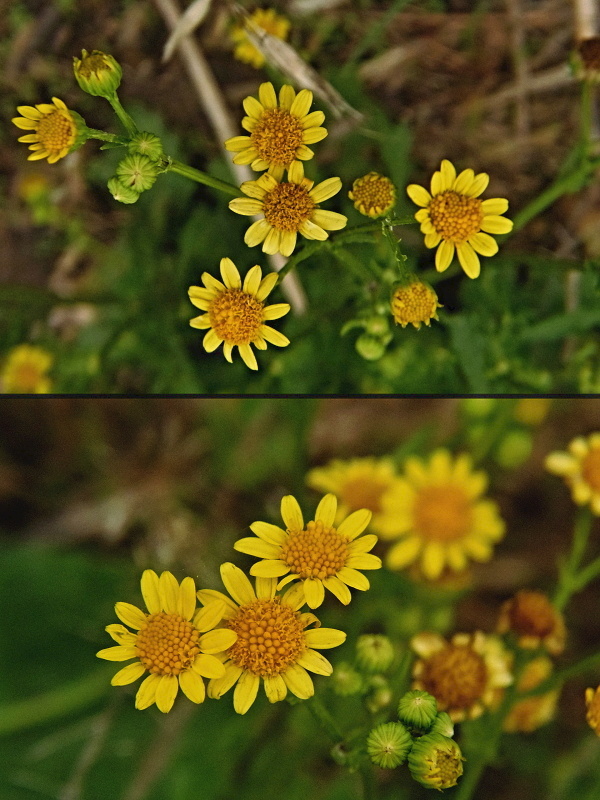 starček bludný Senecio erraticus Bertol.