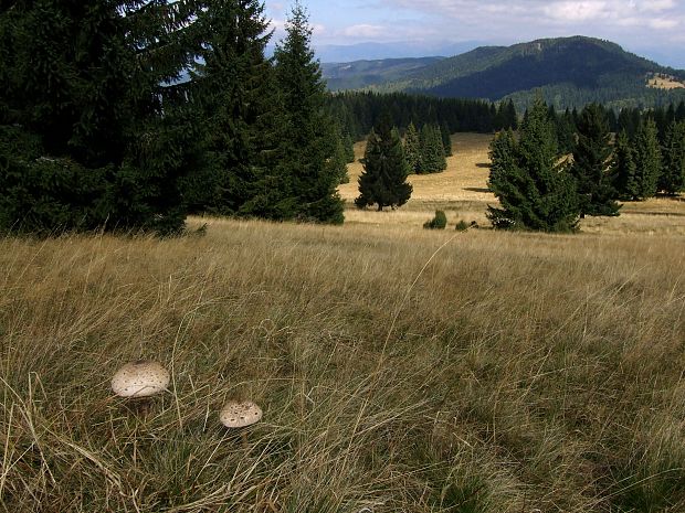 Pohľady z Bukoviny