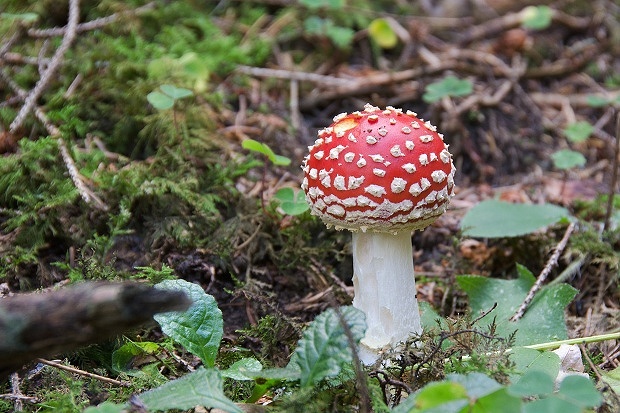 muchotrávka červená Amanita muscaria (L.) Lam.