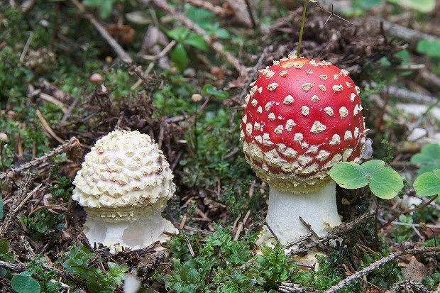 muchotrávka červená Amanita muscaria (L.) Lam.